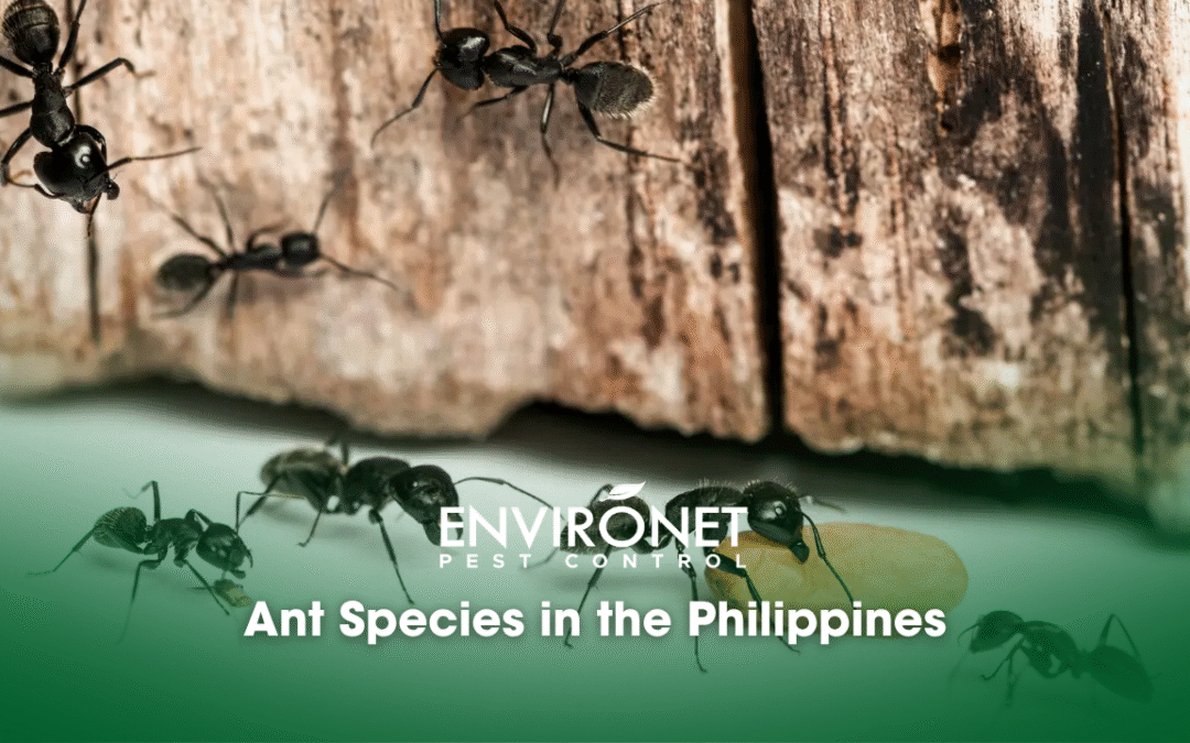 Ant Species in the Philippines