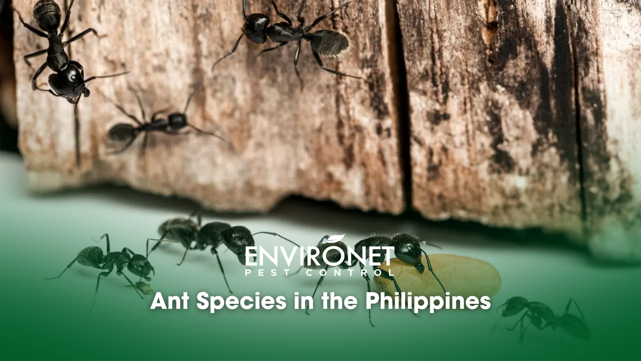 Ant infestation