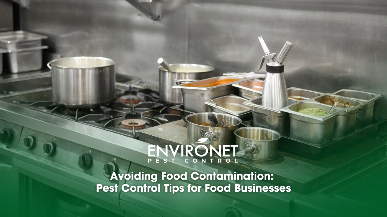 A kitchen featuring pots and pans on a stove, emphasizing cleanliness to avoid food contamination and pest control tips for food businesses.