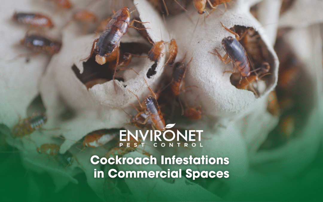 Cockroach Infestations in Commercial Spaces