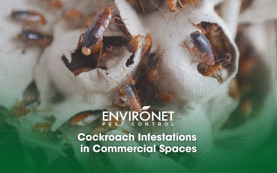 Cockroach Infestations in Commercial Spaces