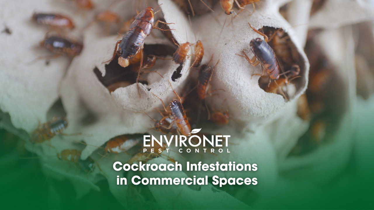 Cockroach infestations in a commercial space
