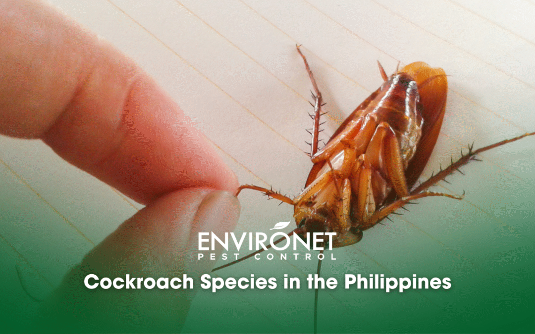 Cockroach Species in the Philippines