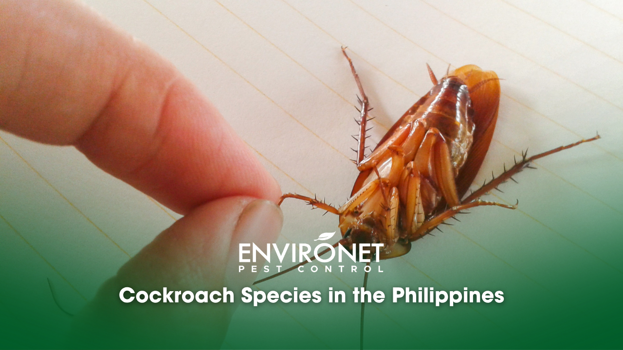 Cockroach Species in the PH