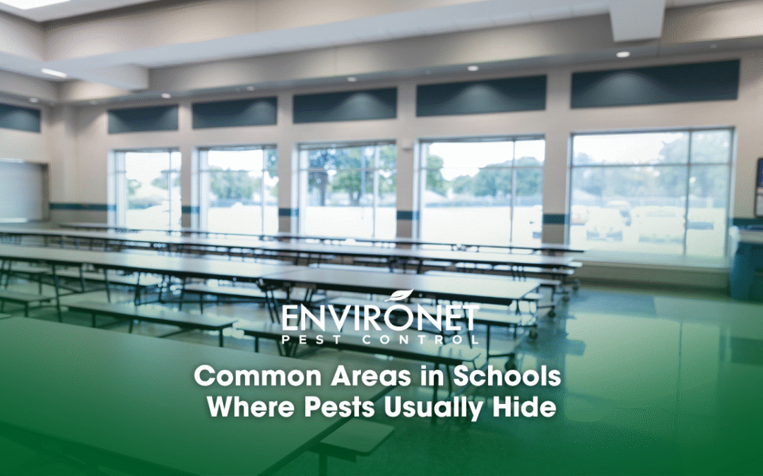 Common Areas in Schools Where Pests Usually Hide