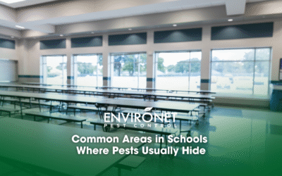 Common Areas in Schools Where Pests Usually Hide