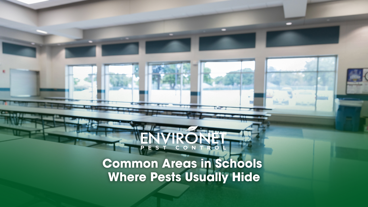 clean empty cafeteria with large windows for students