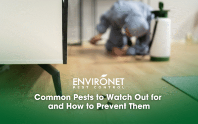 Common Pests to Watch Out for and How to Prevent Them