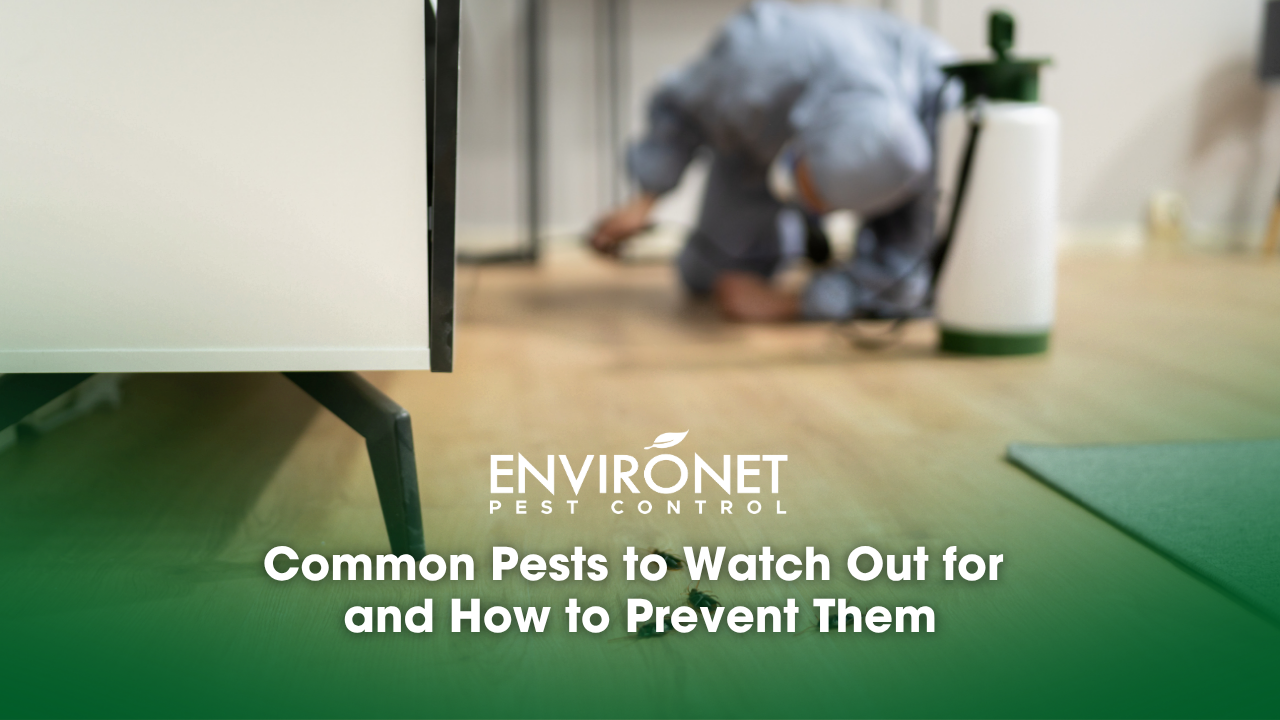 pest control exterminator  spraying at home