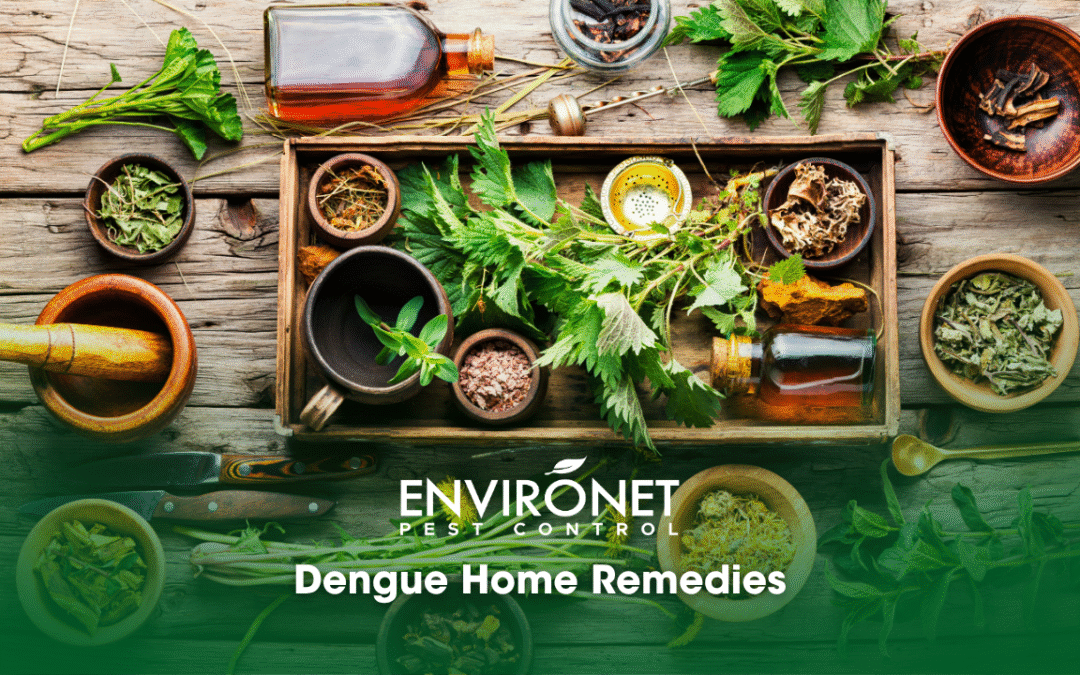 10 Effective and Accessible Dengue Home Remedies in the Philippines