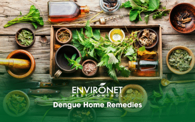 10 Effective and Accessible Dengue Home Remedies in the Philippines