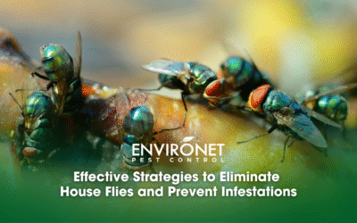 Effective Strategies to Eliminate House Flies and Prevent Infestations