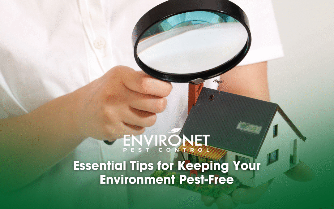 Essential Tips for Keeping Your Environment Pest-Free