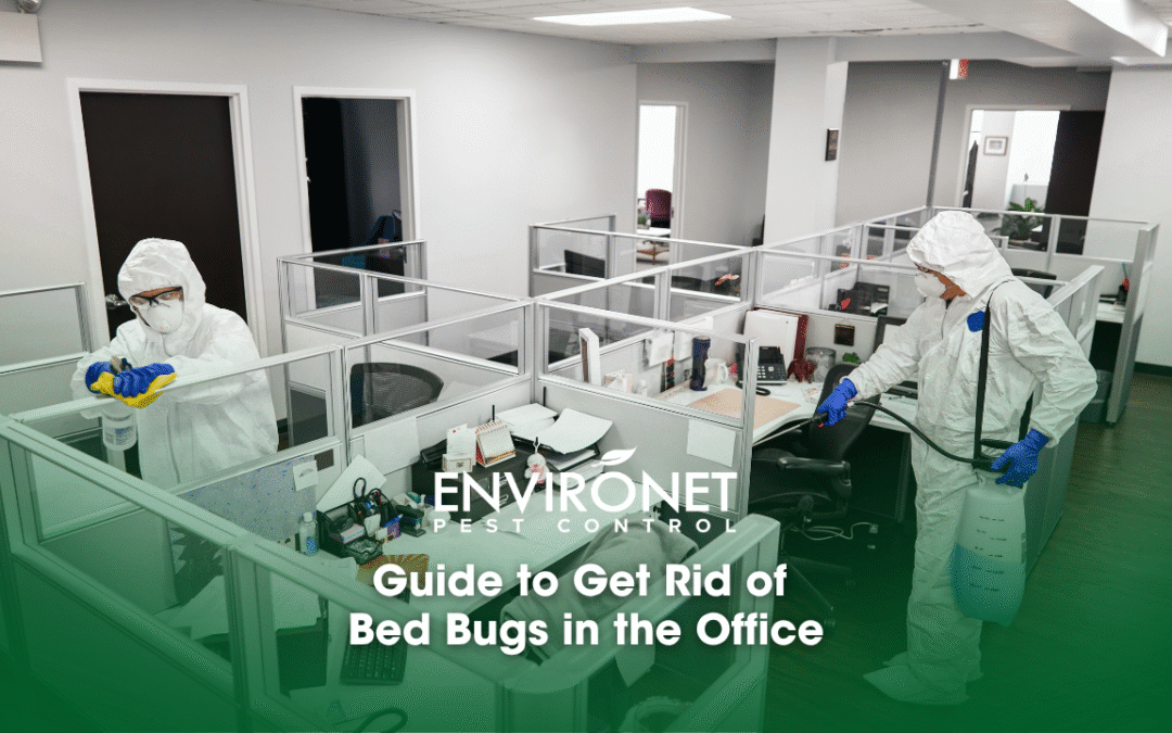 Guide to Get Rid of Bed Bugs in the Office