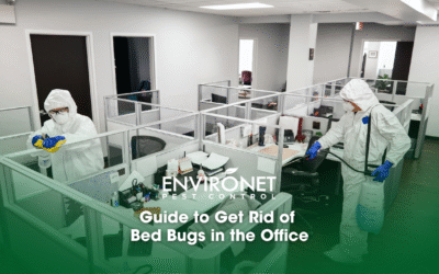 Guide to Get Rid of Bed Bugs in the Office