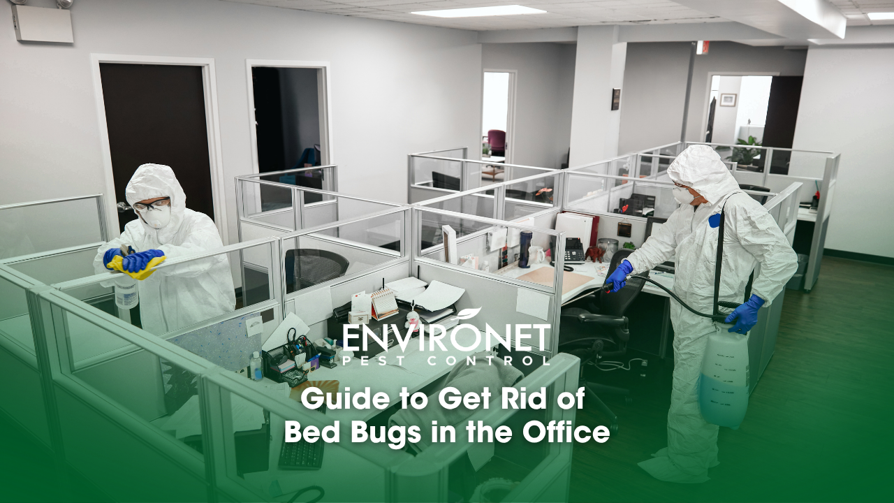 A photo of two technicians cleaning and treating bed bugs in the office