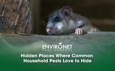 Hidden Places Where Common Household Pests Love to Hide
