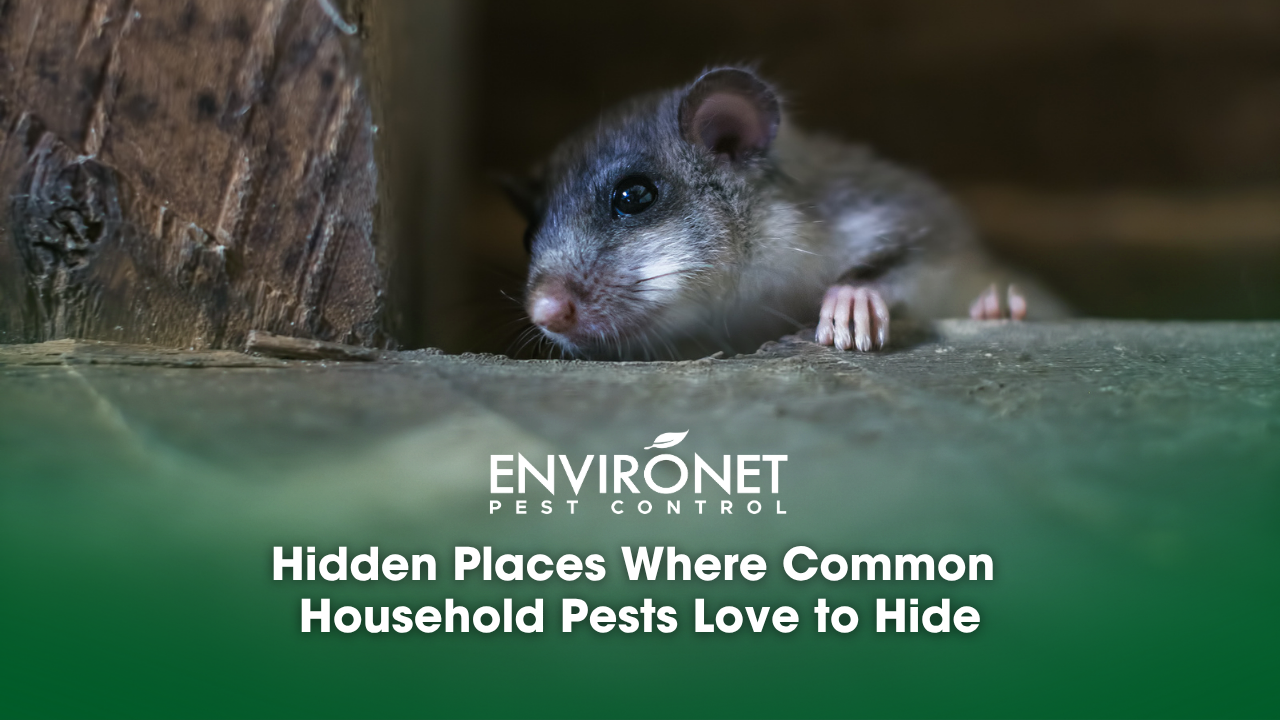 dormouse hiding in the attic
