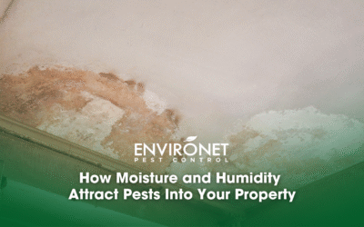 How Moisture and Humidity Attract Pests Into Your Property