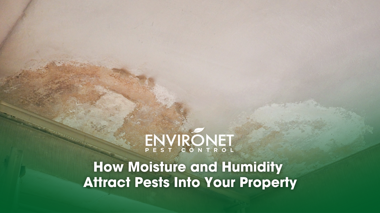 Damaged caused by damp and moisture on a ceiling
