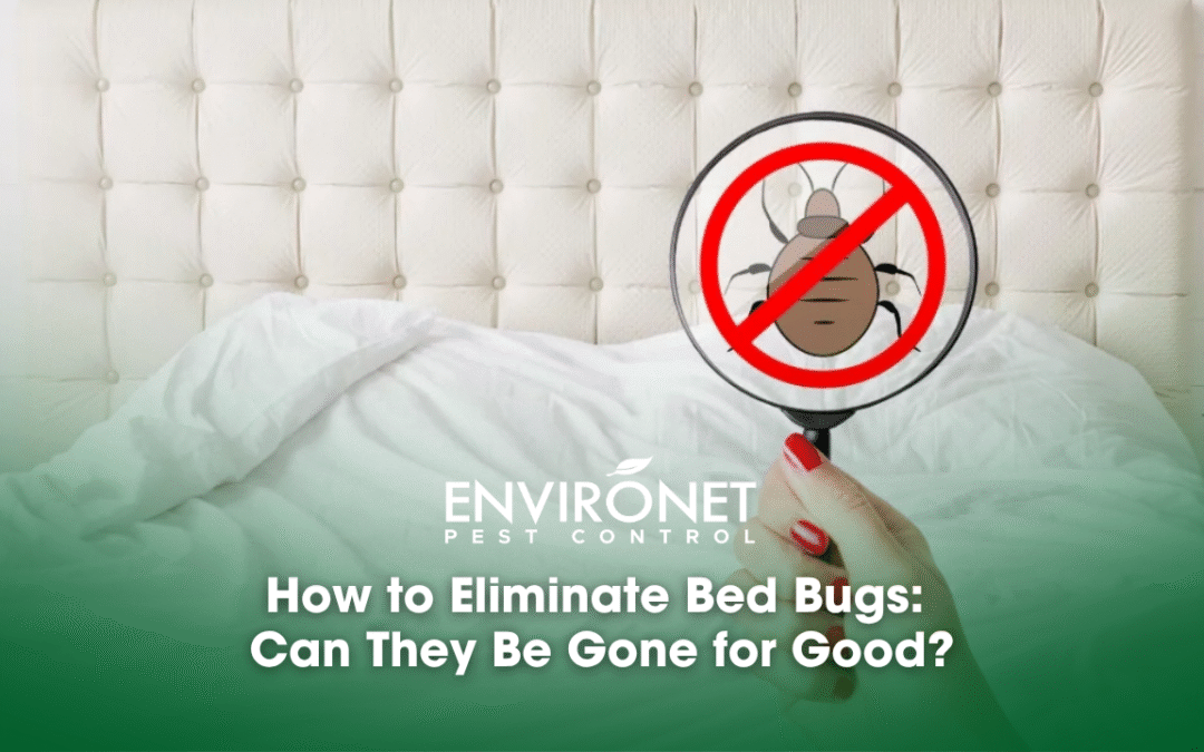 How to Eliminate Bed Bugs: Can They Be Gone for Good?