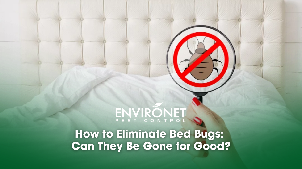 Cleanliness and purity concept. Unrecognizable female with red manicure hold lens with stop insects sign detects bed bugs. No bugs there. Checking sanitation conditions in hotel room