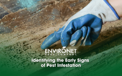 Identifying the Early Signs of Pest Infestation