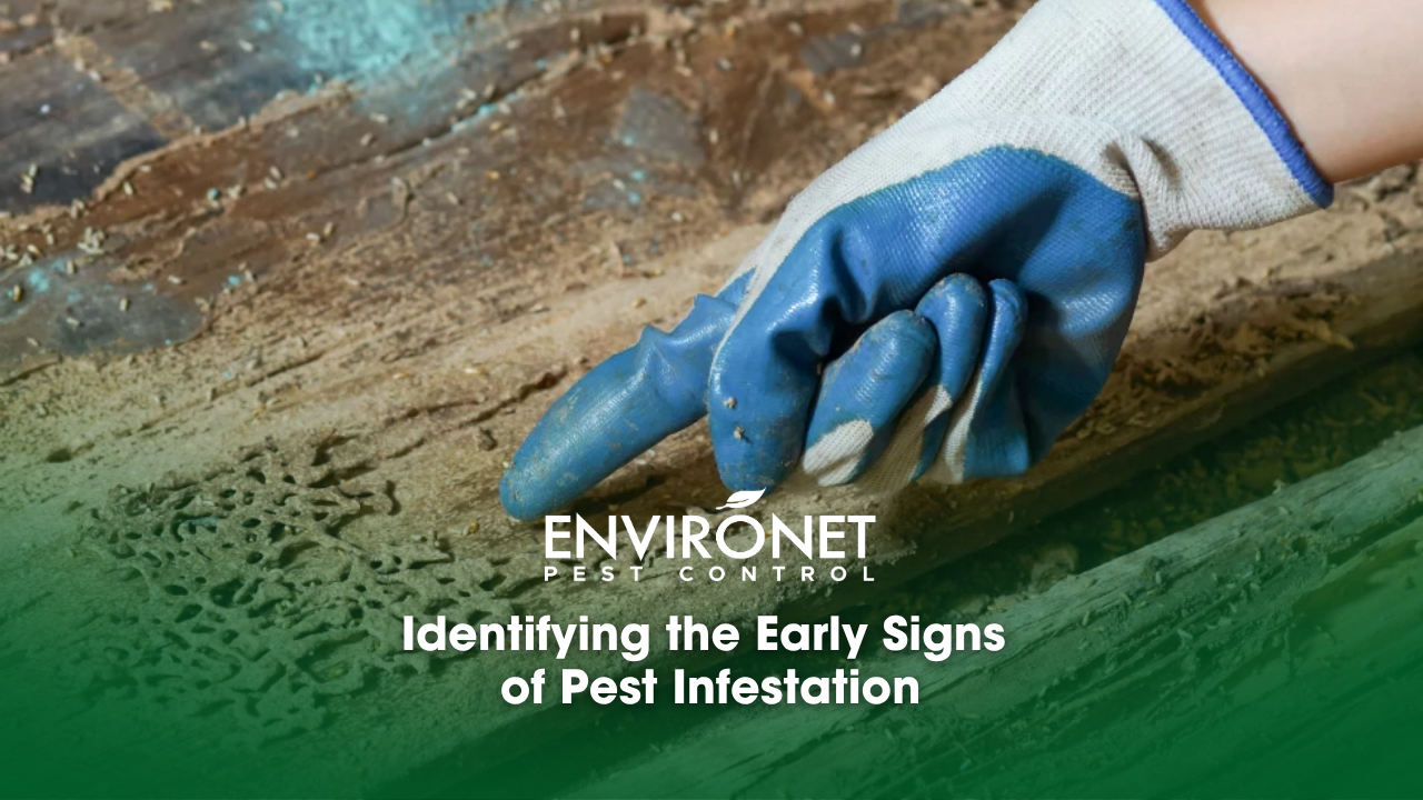 Signs of a termite infestation for Signs of Pest Infestation