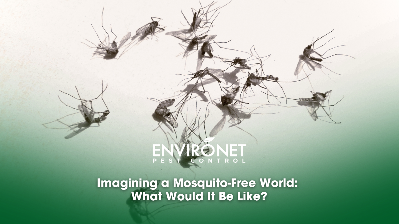 Dead mosquitoes for Mosquito-free world blog