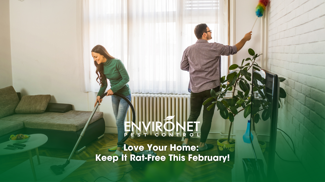 A couple diligently cleaning a room with a vacuum, emphasizing a rat-free environment and a love for their home.