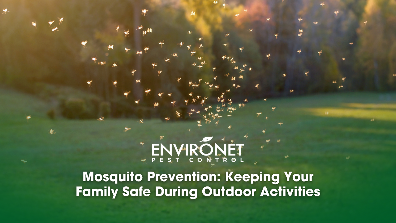 A field filled with small flying insects, highlighting the importance of mosquito prevention for outdoor safety.