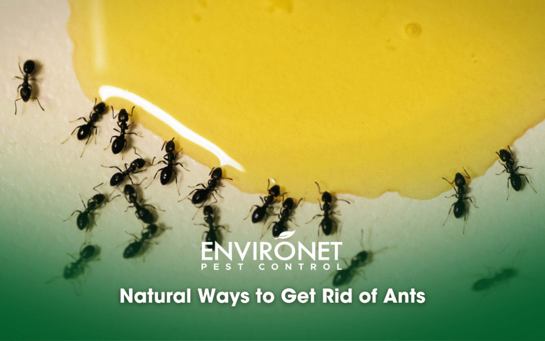Natural Ways on How to Get Rid of Ants
