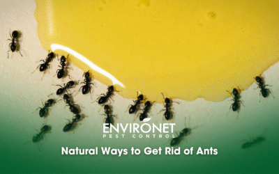 Natural Ways on How to Get Rid of Ants