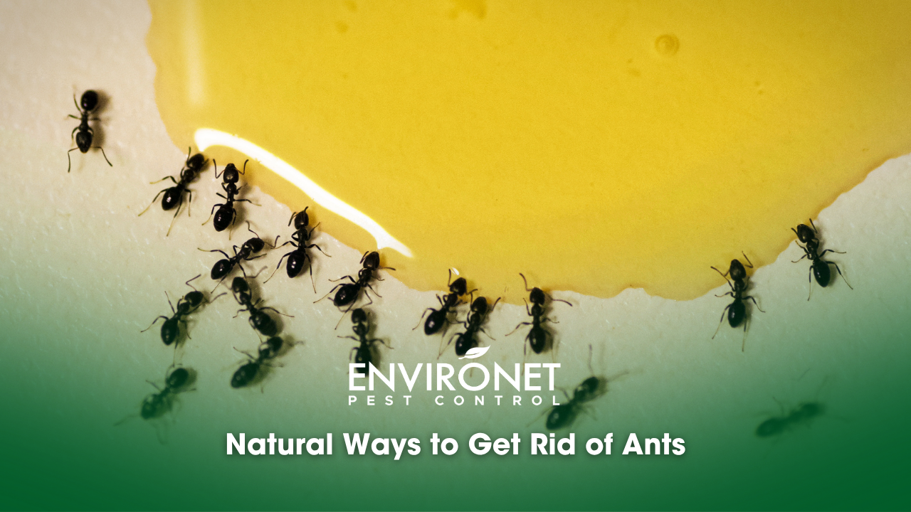 ant infestation with sugar
