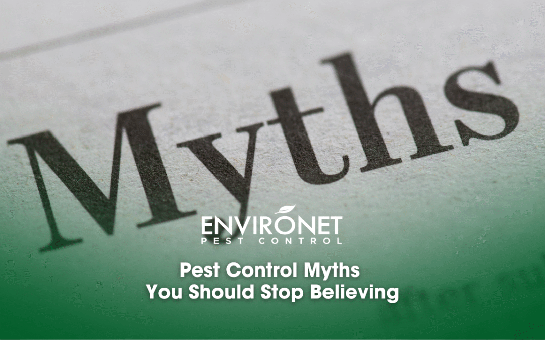 Pest Control Myths You Should Stop Believing