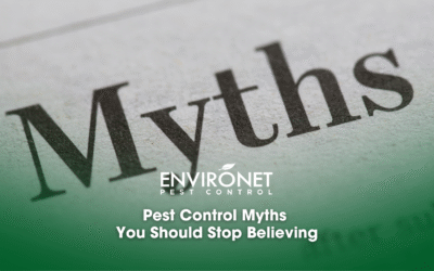 Pest Control Myths You Should Stop Believing