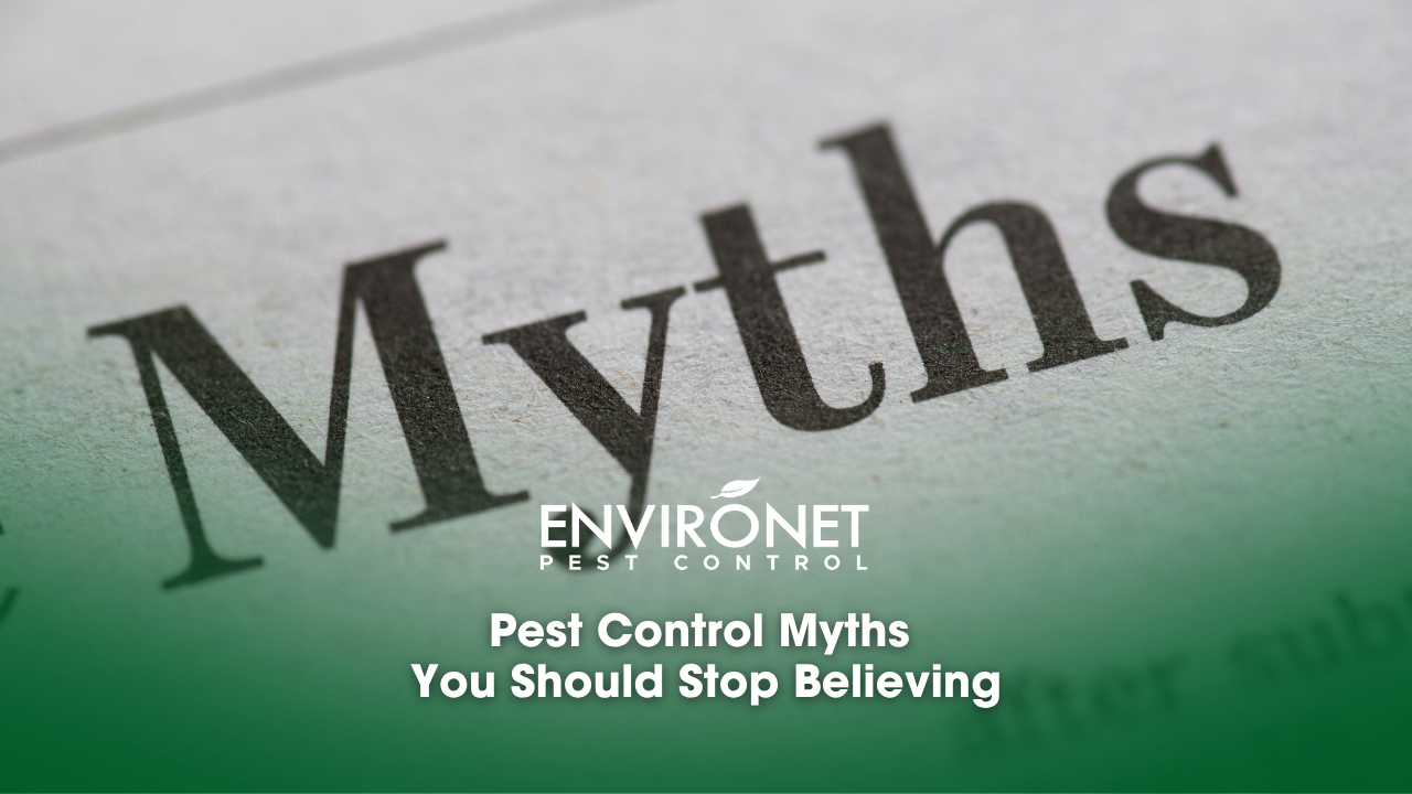 Blog cover for pest control myths