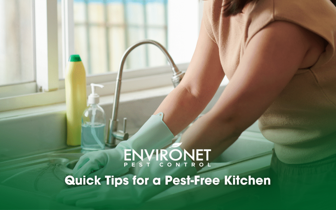 Quick Tips for a Pest-Free Kitchen