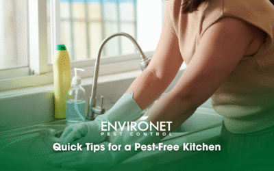 Quick Tips for a Pest-Free Kitchen