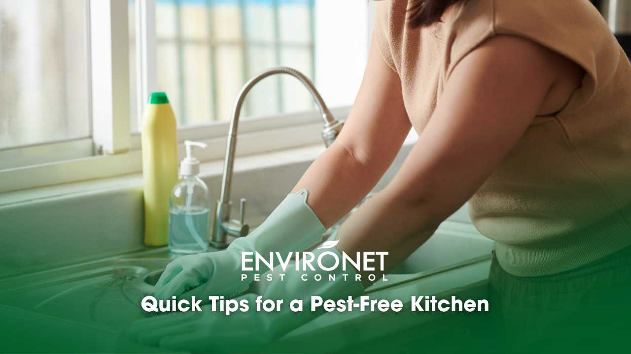 Cleaning the sink to prevent pest infestation