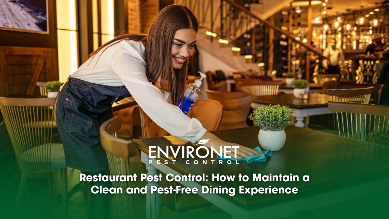 A woman is seen cleaning a restaurant table, emphasizing cleanliness and effective pest control measures in the dining area.