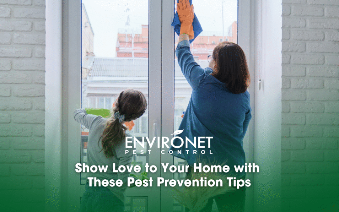 Show Love to Your Home with These Pest Prevention Tips