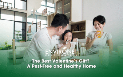 The Best Valentine’s Gift: A Pest-Free and Healthy Home