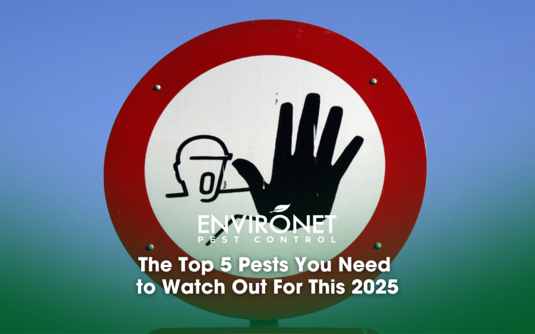 The Top 5 Pests You Need to Watch Out For This 2025