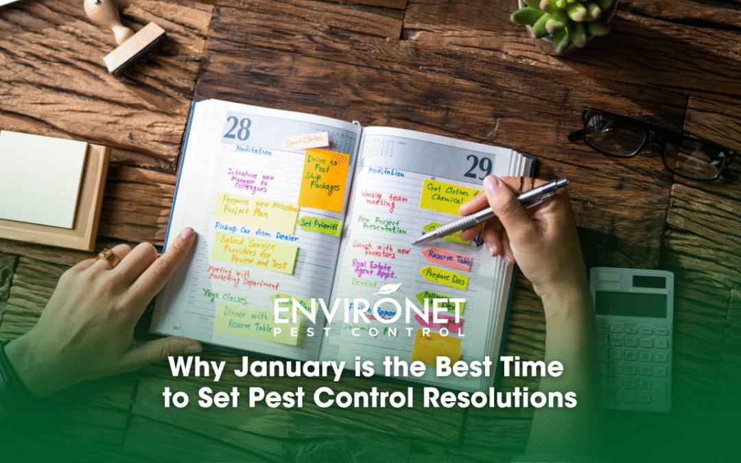 Why January is the Best Time to Set Pest Control Resolutions