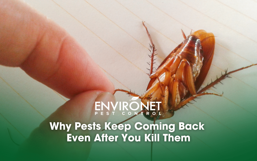 Why Pests Keep Coming Back Even After You Kill Them