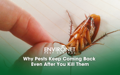 Why Pests Keep Coming Back Even After You Kill Them