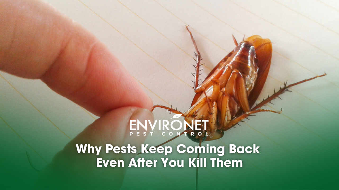 dead cockroach on white paper