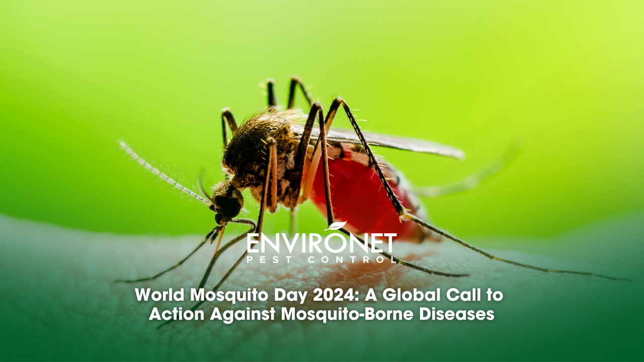 dangerous mosquito bite for World Mosquito Day blog