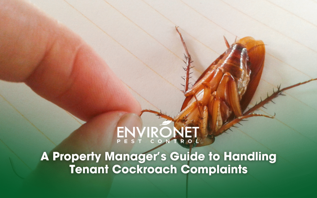 A Property Manager’s Guide to Handling Tenant Cockroach Complaints